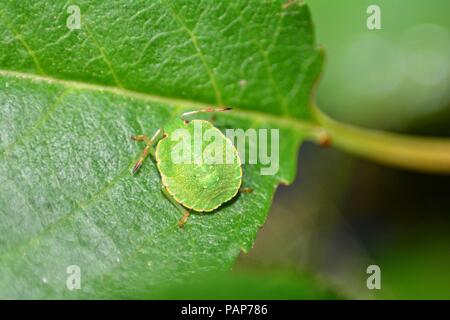 Nymphe d'un green stink bug ( Palomena prasina ) sur feuille verte dans la nature Banque D'Images