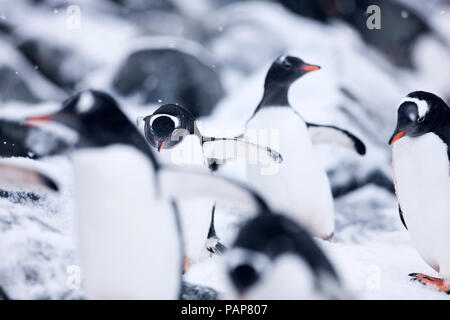 L'antarctique, péninsule antarctique, manchots, Pygoscelis papua Banque D'Images