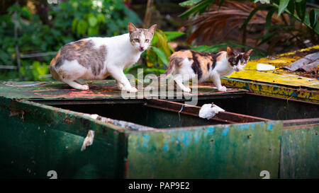 Deux chats errants sauvages au moyen d'une benne à ordures d'évacuation à Iloilo, Philippines Banque D'Images