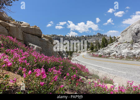 Route de montagne courbe avec des fleurs sauvages et les rochers de granit rose - estivales le long de Tioga Pass - Yosemite National Park Banque D'Images