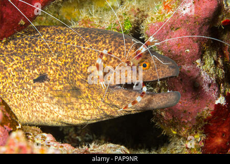 Un yellowmargin Gymnothorax flavimarginatus murène, bagués, avec une crevette Stenopus hispidus, corail, de l'inspecter à la recherche de parasites, à Hawaï. Banque D'Images