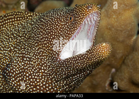 Un regard étroit à l'embouchure d'une rivière Whitemouth, murène Gymnothorax meleagris, montrant les dents dans la mâchoire supérieure pour la tenue de proie, Hawaii. Banque D'Images