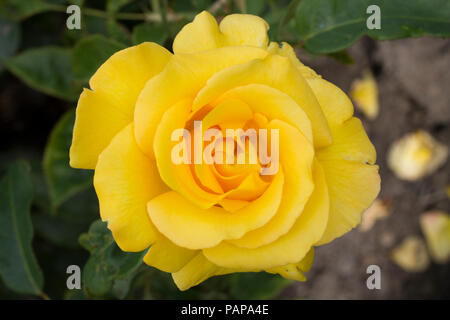 Camellias jaunes Banque D'Images