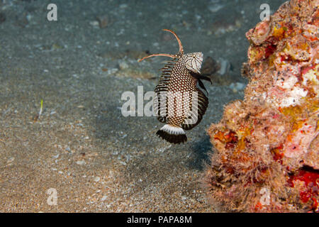 C'est la phase juvénile de l'rockmover Novaculichthys taeniourus, Napoléon, est parfois appelé un dragon wrasse, New York. Banque D'Images