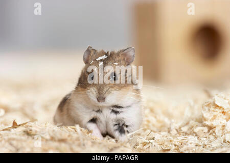 Hamster Nain Campbell (Phodopus campbelli) dans les copeaux de bois. Allemagne Banque D'Images