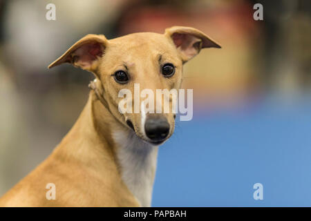 Whippet anglais. Portrait d'adulte. Allemagne Banque D'Images