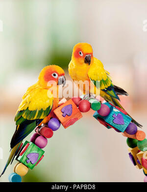 Conure soleil (Aratinga solstitialis). Deux adultes perché sur un jouet multicolore, studio photo. Banque D'Images