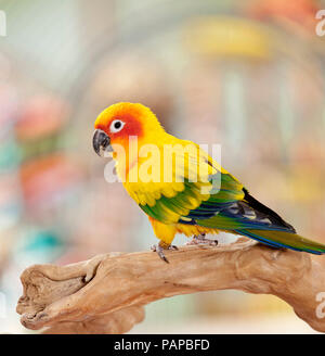 Conure soleil (Aratinga solstitialis). Des profils debout sur une branche. Allemagne Banque D'Images