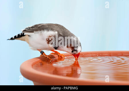 Diamant mandarin (Taeniopygia guttata). Echelle d'oiseaux adultes dans un plat. Allemagne Banque D'Images