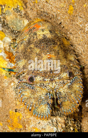 La cigale de mer, Parribacus antarcticus, sont également appelé pelle-nosed homards. Hawaii. Banque D'Images