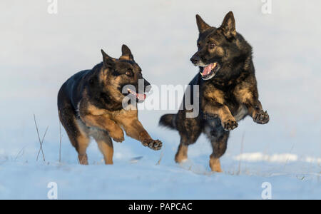 Berger allemand, l'alsacien. Deux adultes jouant sur la neige. Allemagne Banque D'Images