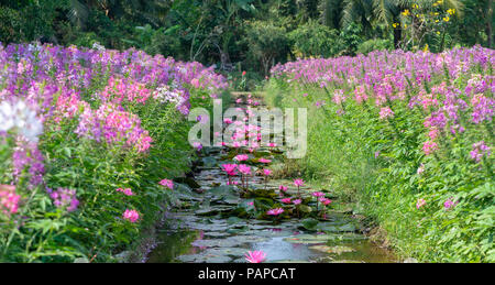 Fleurs de lis de l'eau avec de belles fleurs violettes sous l'étang, au-dessus sont les araignées roses pourpres, Cleome marguerites blanc jardin de fleurs lumineux Banque D'Images