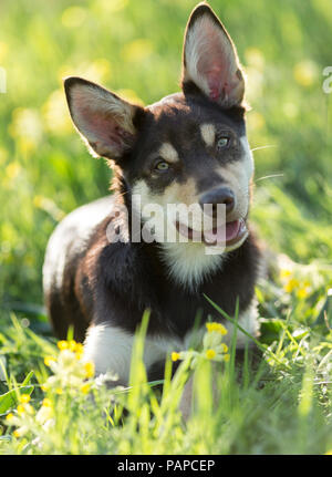 Australian Kelpie de travail. Chien juvénile couché dans une prairie en fleurs, avec la tête. L'Allemagne. Banque D'Images