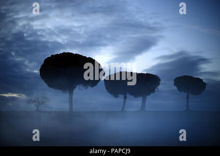 L'Espagne, Castilla y Leon, Province de Zamora, Reserva Natural de Lagunas de Villafafila, arbres et nuages Banque D'Images