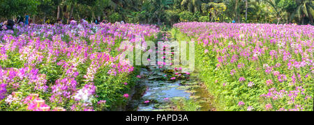 Fleurs de lis de l'eau avec de belles fleurs violettes sous l'étang, au-dessus sont les araignées roses pourpres, Cleome marguerites blanc jardin de fleurs lumineux Banque D'Images