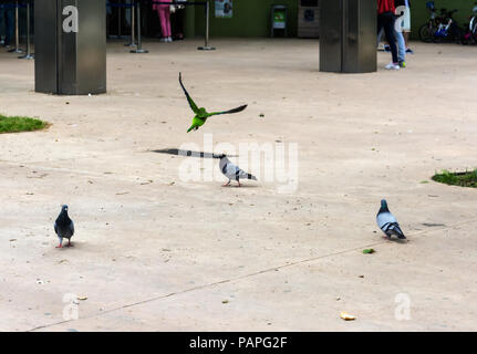 Perroquet vert voler loin de pigeons dans le Parc de La Citadelle (Parc de la Ciutadella) à Barcelone, Espagne. Pigeons à la recherche au perroquet vert s'envoler Banque D'Images