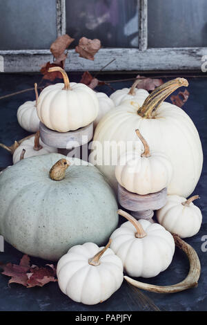 Thanksgiving Halloween automne ou décorations avec des mini citrouilles blanches et grises et bois de cerf contre un automne fond rustique. Banque D'Images