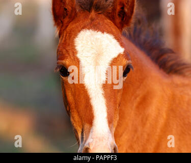 Poulain face close up Banque D'Images