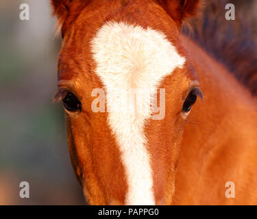 Jeune et belle pouliche chestnut's visage baigné de soleil du soir - gros plan sur les yeux, regardant la caméra. Banque D'Images