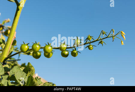 Bouquet de tomates vertes poussant dans le jardin avec fond de ciel bleu Banque D'Images