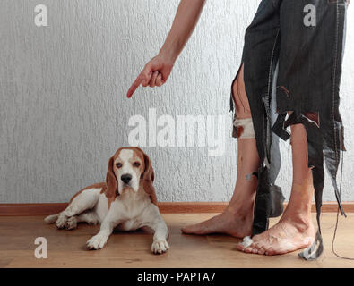 Beagle mignon et son propriétaire en pantalon déchiré et mordu les pieds. Image conceptuelle sur le thème de l'éducation des animaux. Banque D'Images