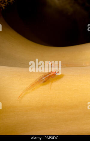 Ces deux Bryaninops yongei, gobies, en appui sur la tige en cuir de champignons, corail Sarcophyton sp. à l'extérieur de l'île de Yap en Micronésie. Banque D'Images