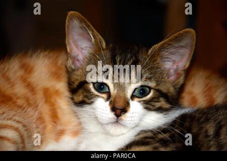 Gris, blanc et gingembre kitten assis paisiblement sur un coussin avec un chaton endormi au gingembre à l'arrière, Angleterre, Royaume-Uni, Europe. Banque D'Images