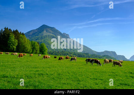 Allemagne, Berlin, Chiemgau, vallée de l'Achen, Hochplatte, vaches sur prairie près de Schleching Banque D'Images