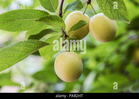 Image de prune jaune doux mûrit sur un arbre dans le jardin Banque D'Images