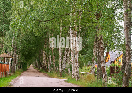 Belle allée bouleau Birch Grove, et un chemin dans c Banque D'Images