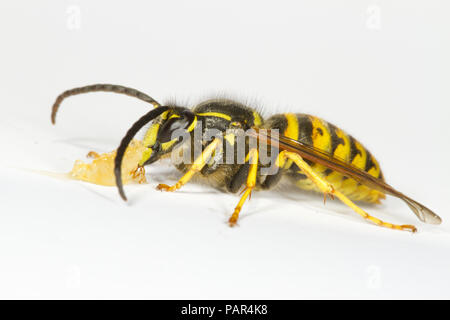 Guêpe Dolichovespula saxonica (Saxon) mâle adulte se nourrit de miel sur un fond blanc. Powys, Pays de Galles. En août. Banque D'Images