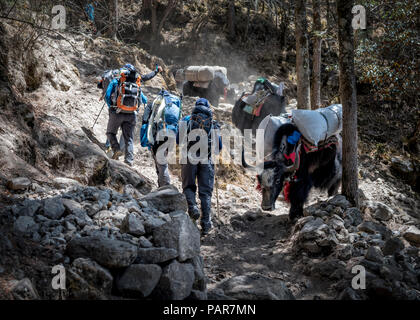 Solo Khumbu, Népal, Everest, Sagamartha Parc National, les alpinistes marcher sur un chemin de terre avec des yaks Banque D'Images