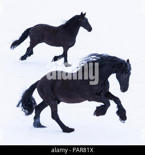 Les chevaux frisons en hiver Banque D'Images