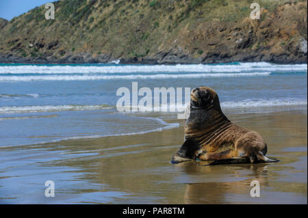 Lion de mer de Hooker (Phocarctos hookeri) at beach, Cannibal bay, la Catlins, île du Sud, Nouvelle-Zélande Banque D'Images