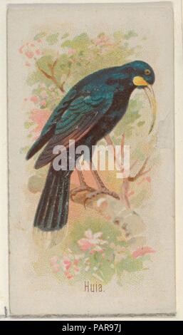 L'évaluation de l'impact humain, du chant des oiseaux de la série mondiale (N23) pour Allen & Ginter Cigarettes. Fiche Technique : Dimensions : 2 3/4 x 1 1/2 in. (7 x 3,8 cm). Lithographe : George S. Harris & Sons (Américain, Philadelphie). Editeur : Allen & Ginter (Américain, Richmond, Virginie). Date : 1890. Les cartes commerciales de l 'chant oiseaux du monde" (N23), publié en 1890 dans un jeu de 50 cartes pour promouvoir Allen & Ginter cigarettes d'une marque. Musée : Metropolitan Museum of Art, New York, USA. Banque D'Images