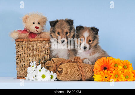 Deux chiots Sheltie, sable, Shetland Sheepdog, 7 semaines, côte à côte avec des ours en peluche et des fleurs, studio shot Banque D'Images