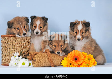 Quatre chiots Sheltie, sable, Shetland Sheepdog, 7 semaines, à côté des fleurs, studio shot Banque D'Images