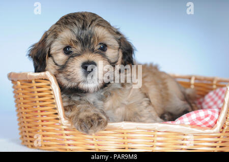 Chiot Bichon Havanais, 8 semaines, se trouve dans le panier de chien, studio shot Banque D'Images