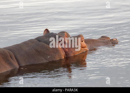 Hippopotame (Hippopotamus amphibius) baignade dans la rivière Olifants, Kruger National Park, Afrique du Sud Banque D'Images