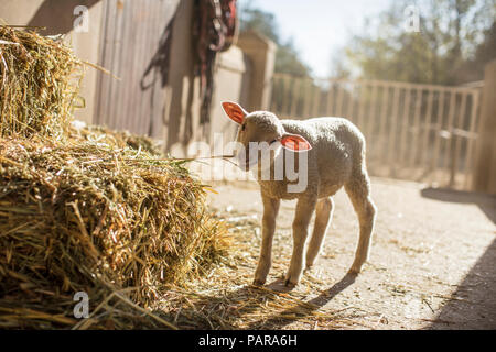 Foin de manger de l'agneau à la ferme Banque D'Images