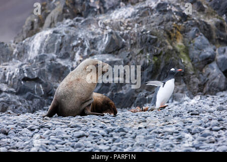 La fourrure de l'Antarctique, Arctocephalus gazella, chasse Gentoo pingouin, Pygoscelis papua Banque D'Images
