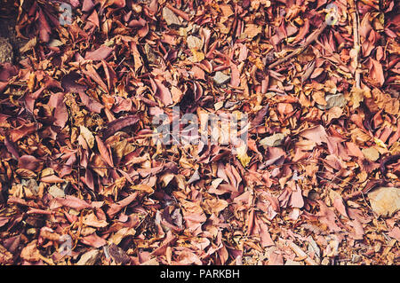 Arrière-plan de feuilles automne orange sur le sol. Banque D'Images