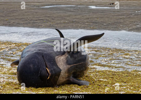 Globicéphale mort Adieu sur Spit, Nouvelle-Zélande Banque D'Images