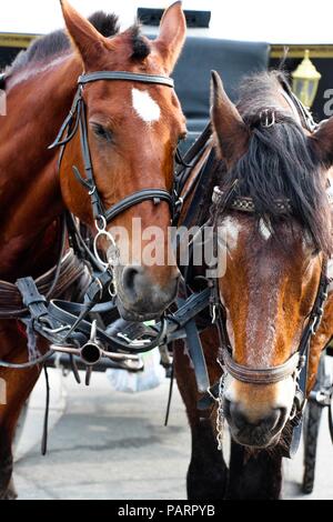 Deux chevaux harnachés très fatigué sur le faisceau sont devant le chariot. Ils ont parcouru un long chemin et se reposent. Banque D'Images