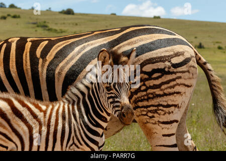 Zebra bébé debout près de sa mère dans le domaine Banque D'Images