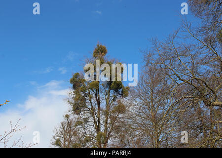 Le gui (Viscum album) cultiver autant de grandes balles sur un grand arbre avec un fond de ciel bleu avec des nuages blancs. Banque D'Images