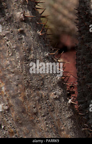 Sydney, Australie, tronc d'arbre d'un Pachypodium lamerei avec texture rugueuse et de pointes Banque D'Images