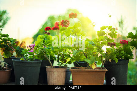 Les pots de fleurs dans le jardin Banque D'Images