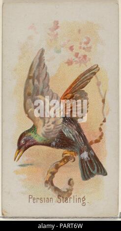Starling persan, du chant des oiseaux de la série mondiale (N23) pour Allen & Ginter Cigarettes. Fiche Technique : Dimensions : 2 3/4 x 1 1/2 in. (7 x 3,8 cm). Lithographe : George S. Harris & Sons (Américain, Philadelphie). Editeur : Allen & Ginter (Américain, Richmond, Virginie). Date : 1890. Les cartes commerciales de l 'chant oiseaux du monde" (N23), publié en 1890 dans un jeu de 50 cartes pour promouvoir Allen & Ginter cigarettes d'une marque. Musée : Metropolitan Museum of Art, New York, USA. Banque D'Images