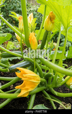 Fleurs de courgettes (hommes et femmes) sur l'usine de romanesco courgettes Banque D'Images